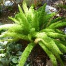 Garden Foxtail Fern Bonsai Green Color 200 Seeds