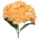 Champagne Hydrangea Ice Cream Light Orange Flowers 40 Seeds