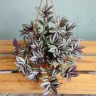 Sacred Japanese Zebrina pendula Schnizl 200 Seeds