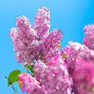 Japanese Lilac Hydrangea Flowers Pink White Flowers 200 Seeds