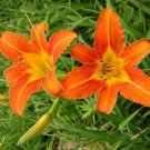 Hemerocallis Bonsai Mixed Flowers 200 Seeds