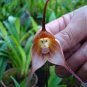 Japanese Monkey Face Orchid Flower Brown and White Flowerds 400 Seeds