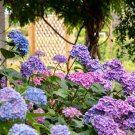 Hydrangea Bright Purple Flowers 40 Seeds