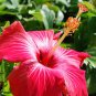 Giant Hibiscus Flower Rose Pink Flowers 200 Seeds