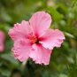 Giant Hibiscus Flower Rose Pink Flowers 200 Seeds