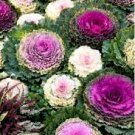 Kale Flowering Ornamental Cabbage Flower 200 Seeds