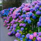 Champagne Hydrangea Light Purple and Light Blue Flowers 40 Seeds