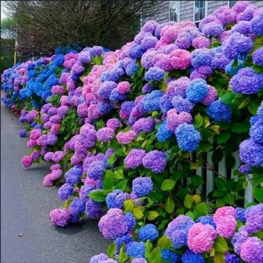 Champagne Hydrangea Light Purple and Light Blue Flowers 40 Seeds