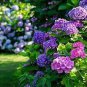 Champagne Hydrangea Light Purple and Light Blue Flowers 40 Seeds