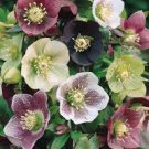 Japanese Potted Helleborus Plant 40 Seeds