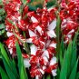 Gladiola Flower White Compact Flowers with Rose Red Centre 600 Seeds