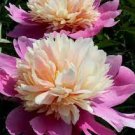 Sorbet Robust Colorful Double Blooms Peony Tree Meaty Pink Yellow Flowers 20 Seeds