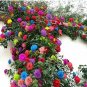 Rose Tree Mixed 9 Types Flowers 200 Seeds