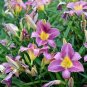 Hybrid Daylily Flower Dark Purple Double Flowers 300 Seeds