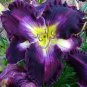 Hybrid Daylily Flower Dark Purple Double Flowers 300 Seeds