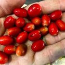 Synsepalum Dulcificum Fruit Red Fruits 60 Seeds