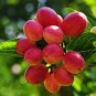 Synsepalum Dulcificum Fruit Red Fruits 60 Seeds