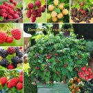 Rare Raspberry Mixed Color Fruit 2000 Seeds