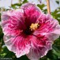 Hibiscus ROSA-SINENSIS Flower Dark Flowers with White Damask Edge 400 Seeds