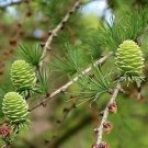 Larch Pine Tree Plants 100 Seeds