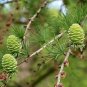 Larch Pine Tree Plants 100 Seeds