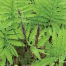 Garden Fern Rare Creeper Vines Grass Dark Green Pink Leaves 200 Seeds