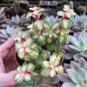 Portulacaria afra sementes 100 Seeds