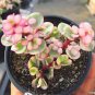 Portulacaria afra sementes 100 Seeds