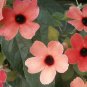 Thunbergia Alata Black-Eyed Susan Vine Rose Red Light Yellow Colors 20 Seeds