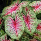 Caladium Bicolor Green Pink Bicolor Leaves 200 Seeds