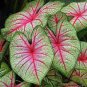 Caladium Bicolor Green Pink Bicolor Leaves 200 Seeds