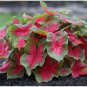 Caladium Bicolor Green Pink Bicolor Leaves 200 Seeds