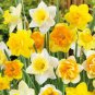 Narcissus Flower Mixed 9 Colors Flowers 40 Seeds