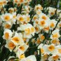 Narcissus Flower Mixed 9 Colors Flowers 40 Seeds