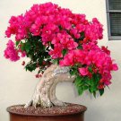 Bougainvillea Red Flowers 100 Seeds