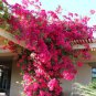 Bougainvillea Red Flowers 100 Seeds