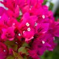 Bougainvillea Red Flowers 100 Seeds