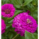 Classic Zinnia Elegans Flower 100 Seeds