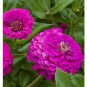 Classic Zinnia Elegans Flower 100 Seeds