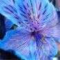 Peruvian Lily Alstroemeria Purple Blue Tiger Stripes Flowers 200 Seeds