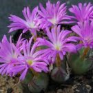 Conophytum vanzylii Livingstones 200 Seeds