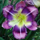 Hybrid Daylily Flowers Blackish Purple Double Flowers with White Edge 240 Seeds