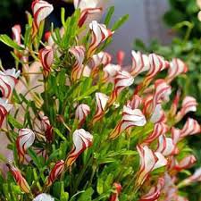 Oxalis Flower Bulbs Rare Oxalis Versicolor Candy Cane Sorrel Flower 4 Seeds