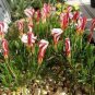 Oxalis Flower Bulbs Rare Oxalis Versicolor Candy Cane Sorrel Flower 4 Seeds