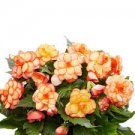 Begonia Flower Golden Double Flowers with Red Edge 200 Seeds