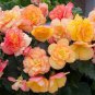 Begonia Flower Golden Double Flowers with Red Edge 200 Seeds