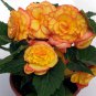 Begonia Flower Golden Double Flowers with Red Edge 200 Seeds