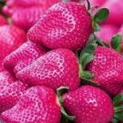 Pink Strawberry Hybrid Giant Juicy Potted Fruit 600 Seeds