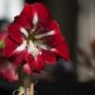 Amaryllis Bulbs Black Red Golden Trible Color 4 Seeds