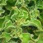 Ice Plant Edible Plant mesembryanthemum crystallinum Vegetables 200 Seeds